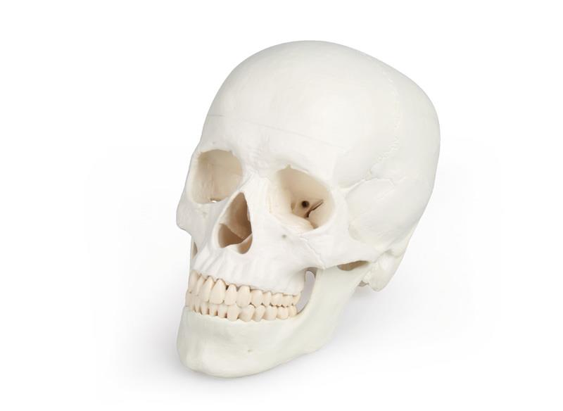 Skull model, 3 parts - EZ Augmented Anatomy