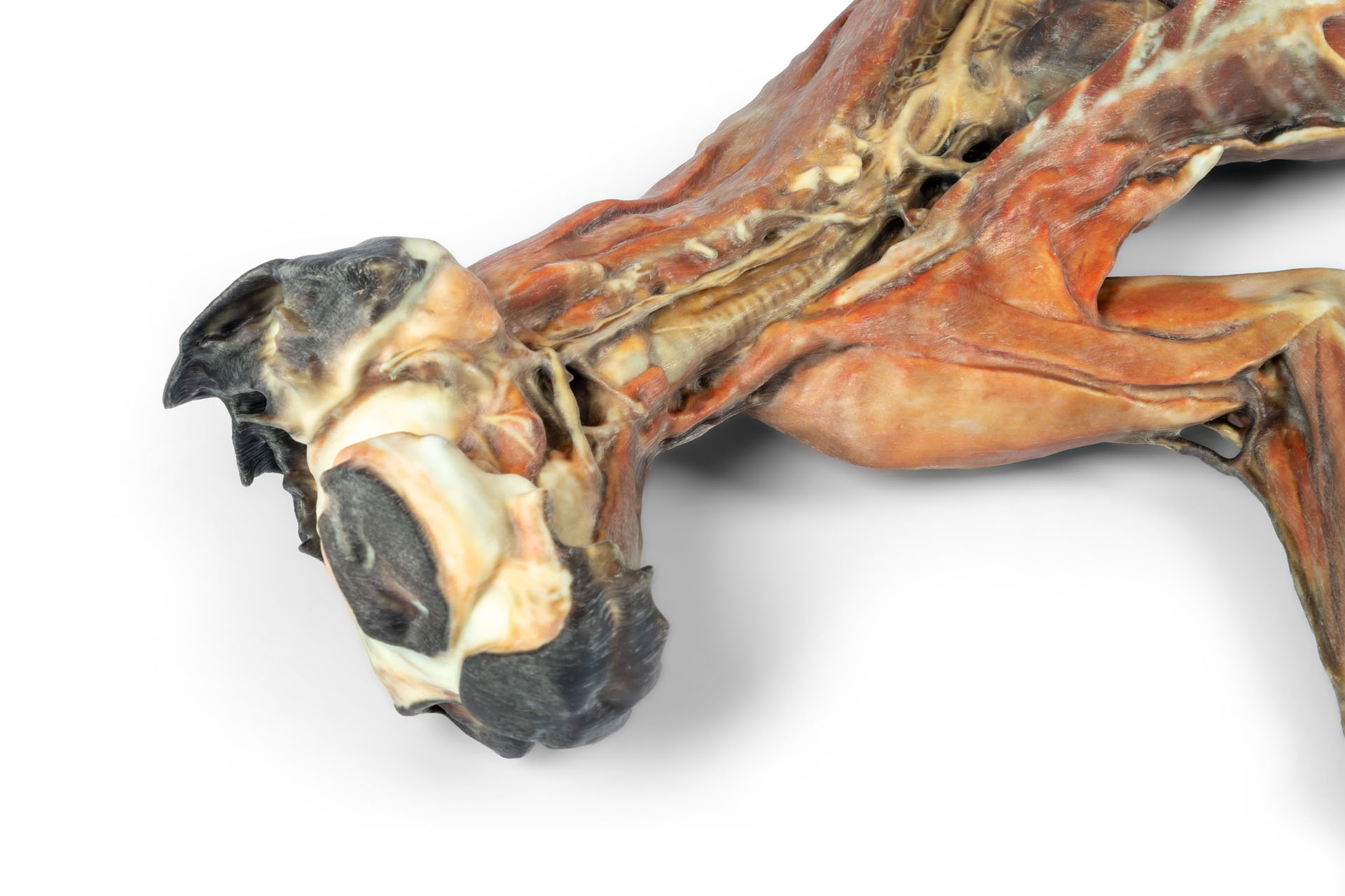 Cat Specimen (whole body)