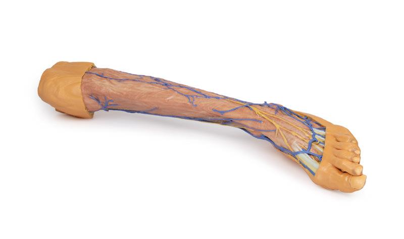 Lower Limb superficial veins