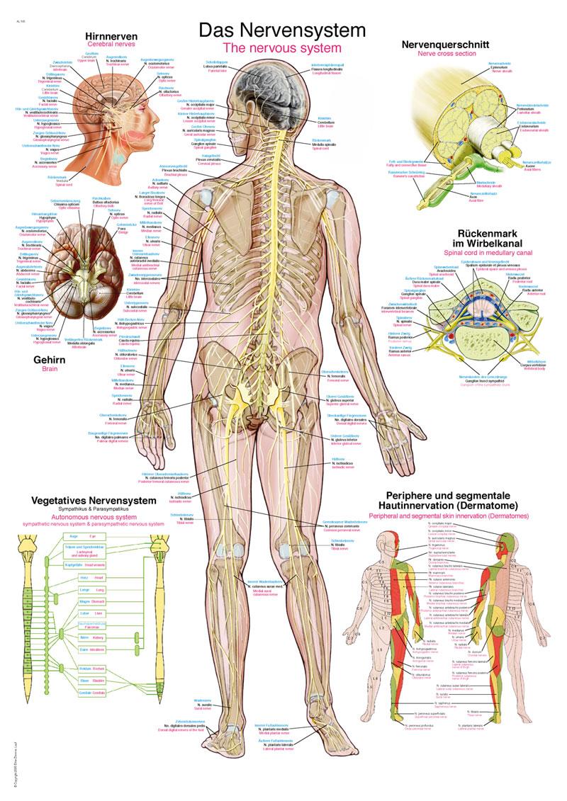 Planche anatomique „ Le système nerveux“, 70x100 cm