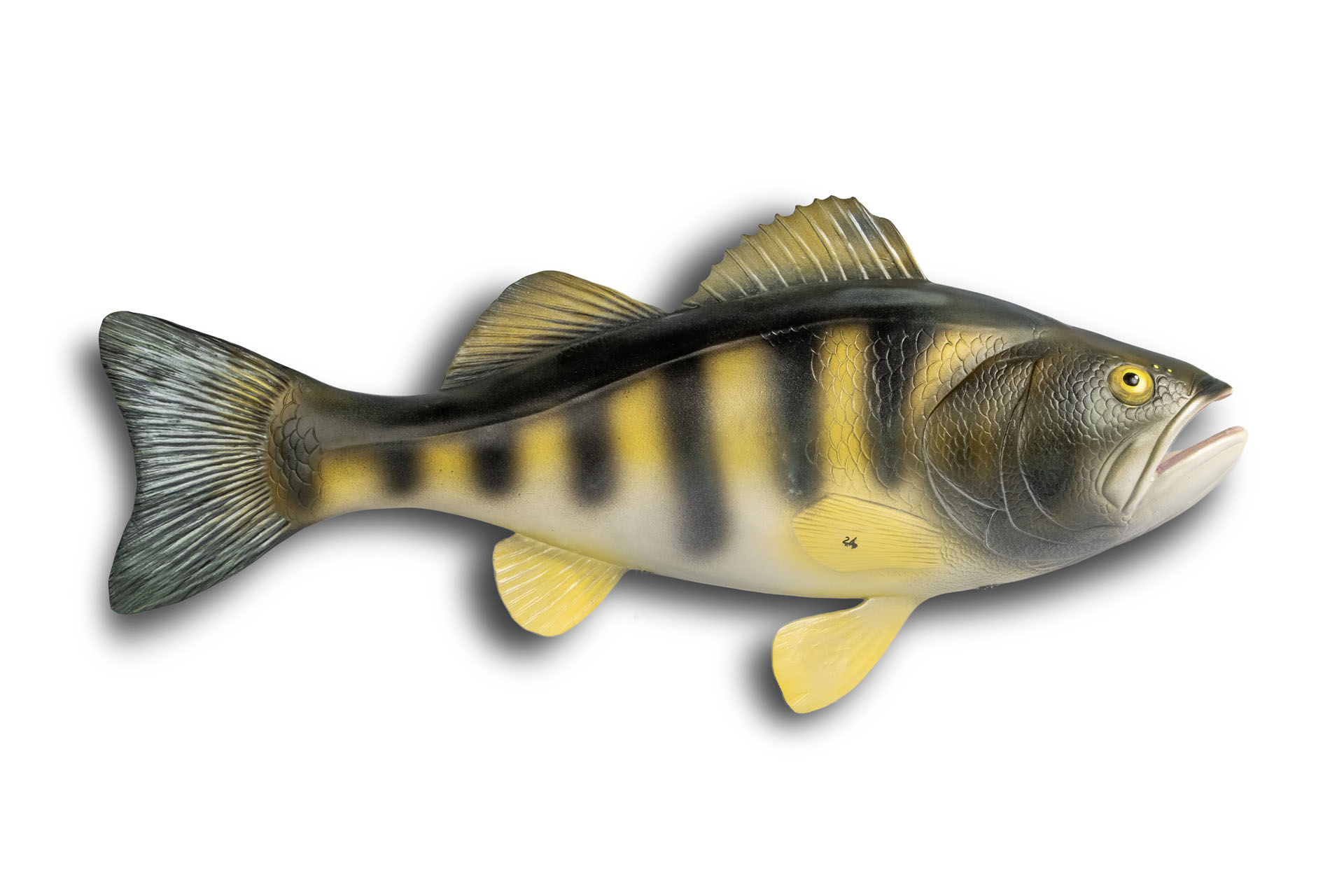 Modell eines Flussbarschs (Perca fluviatilis)