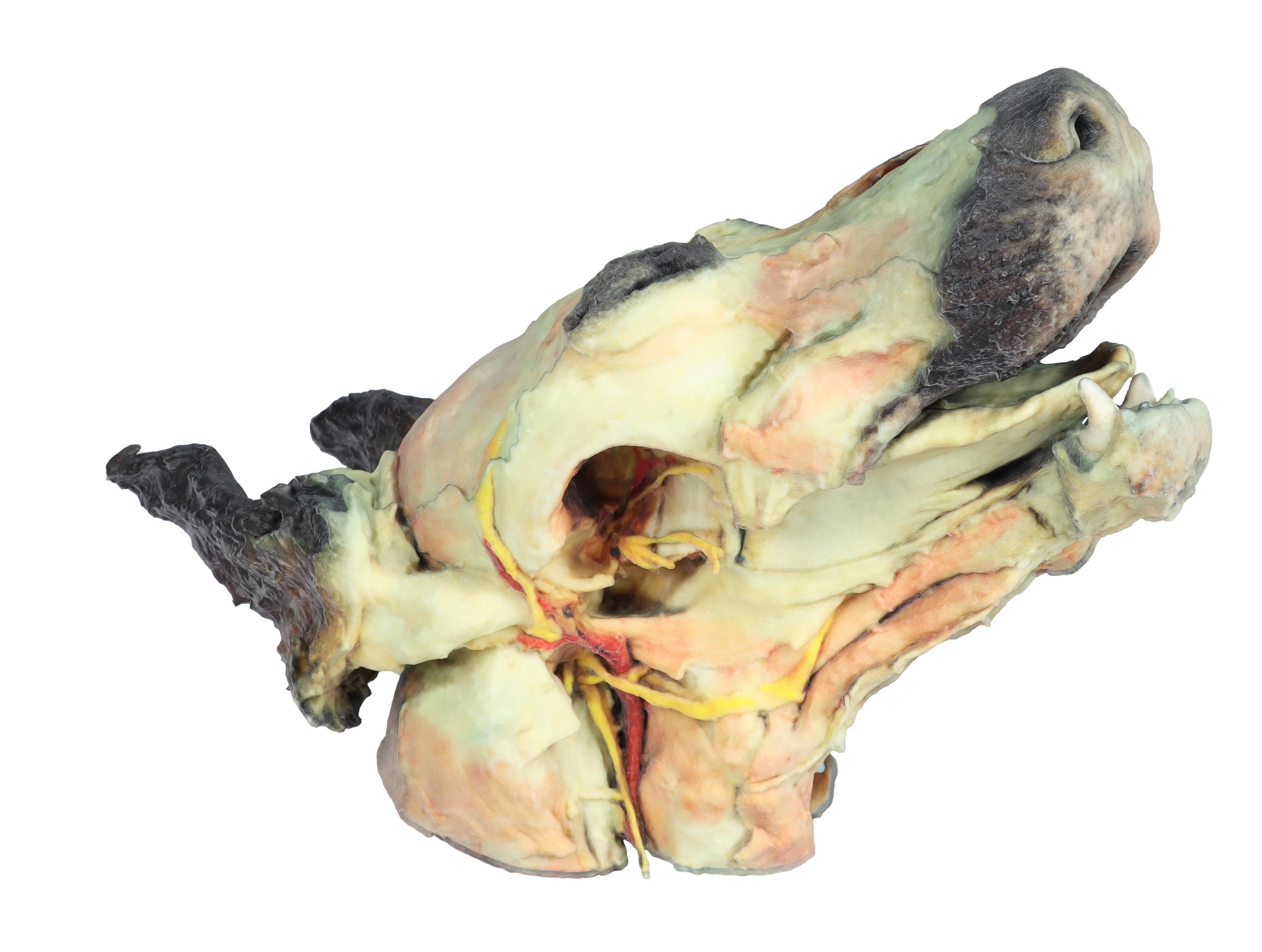 Dog-head-superficial-and-deep-dissections