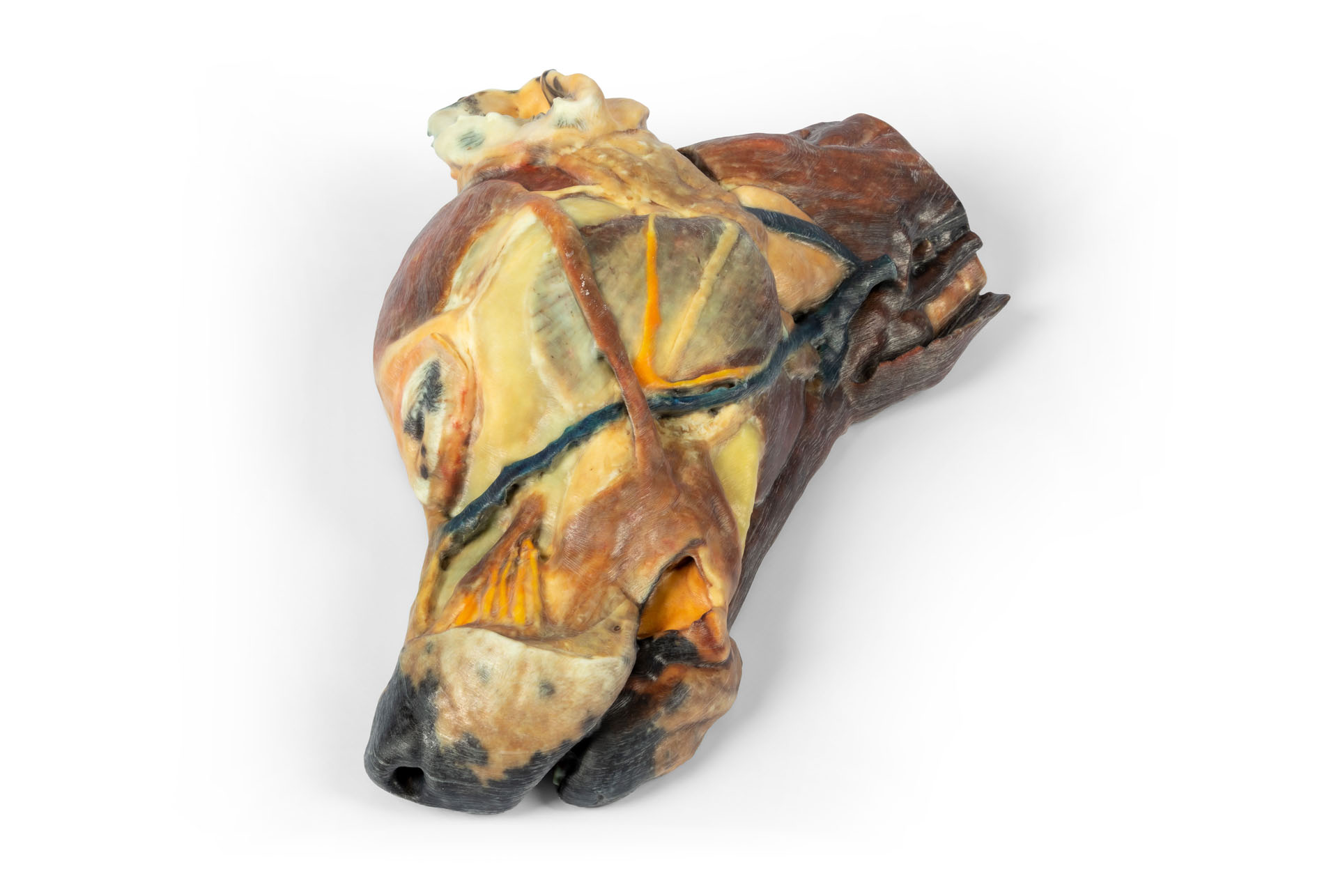 Canine half head – sagittal section