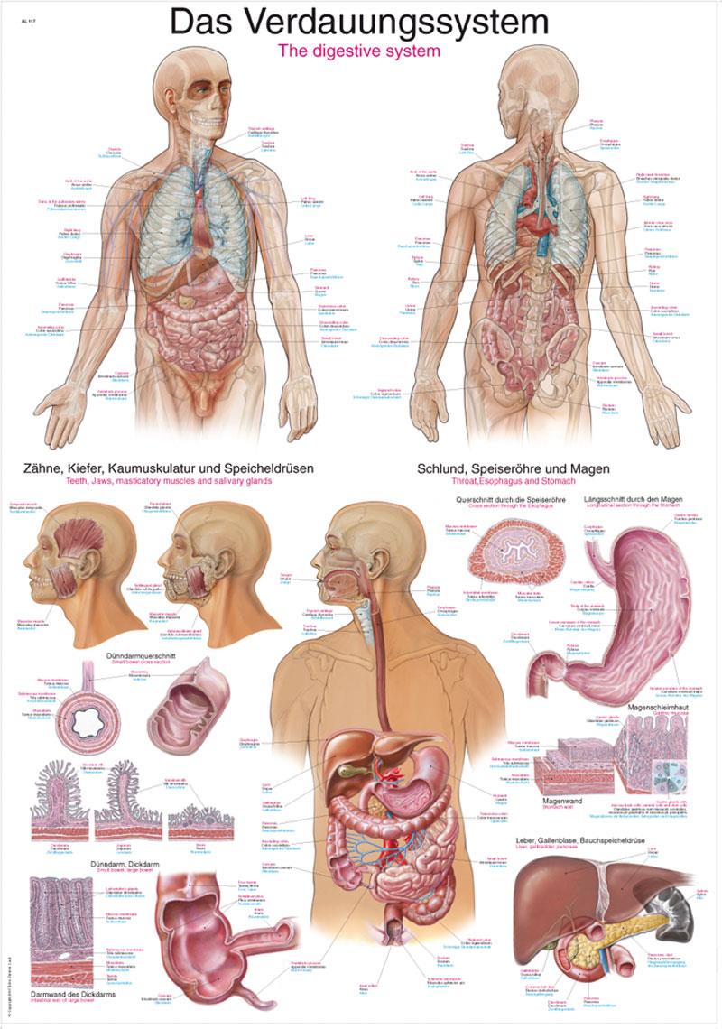 Chart The digestive system, 70x100cm