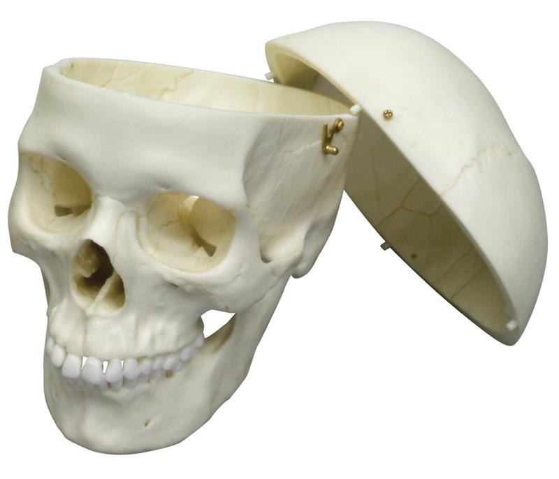 Crâne, adult, fémenin
