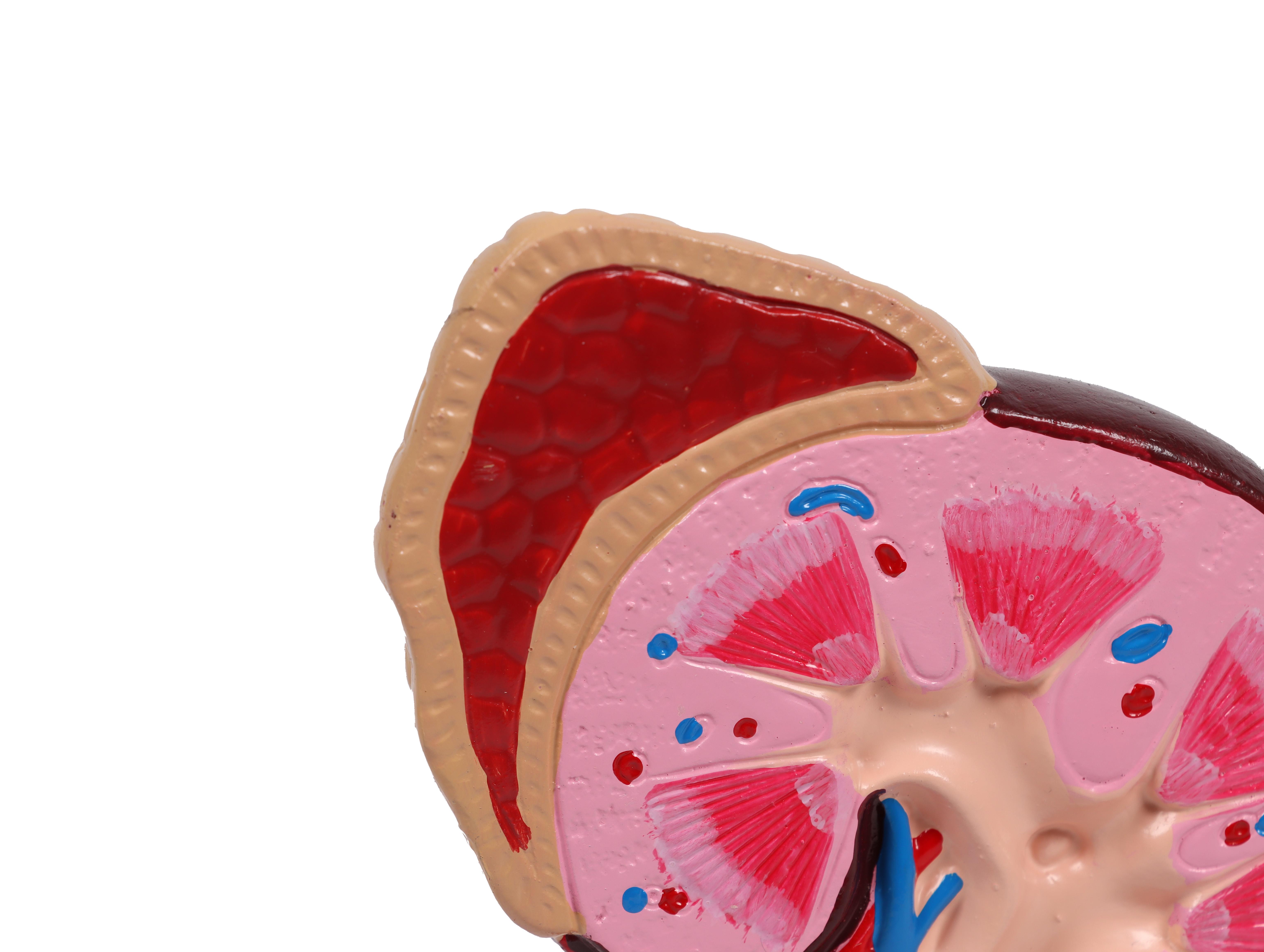 Kidney-model-2-times-life-size-EZ-Augmented-Anatomy-4