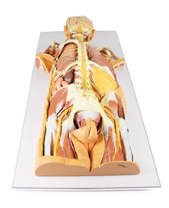 Nervous System Dissection (posterior view)