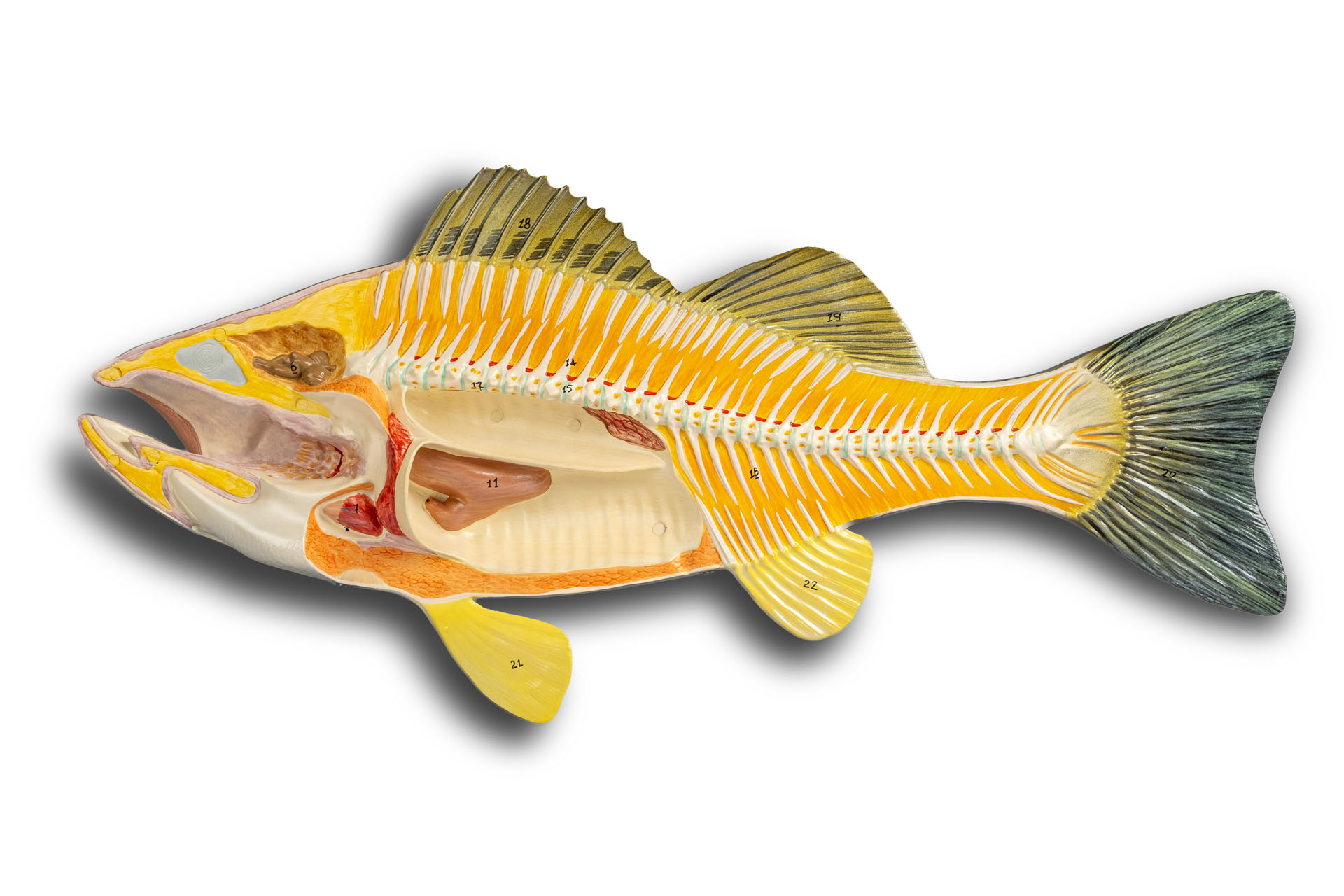 Modell eines Flussbarschs (Perca fluviatilis)