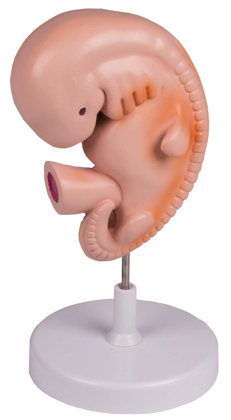 Human Embryo, 4 weeks