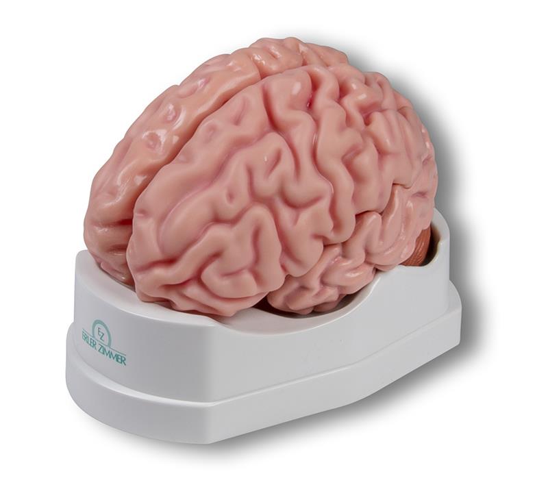 Anatomical brain model, life-size, 5 parts - EZ Augmented Anatomy