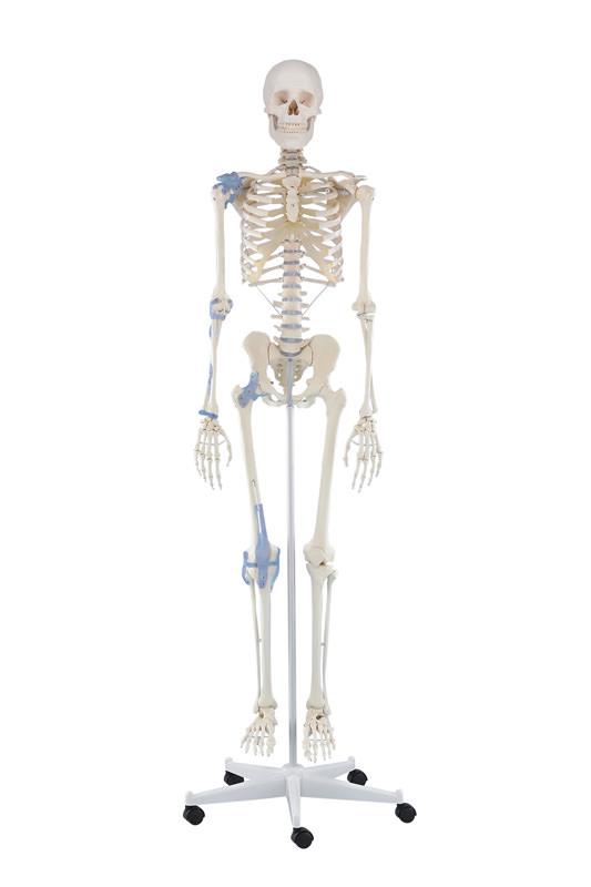 Skelett „Otto“ mit Bandapparat