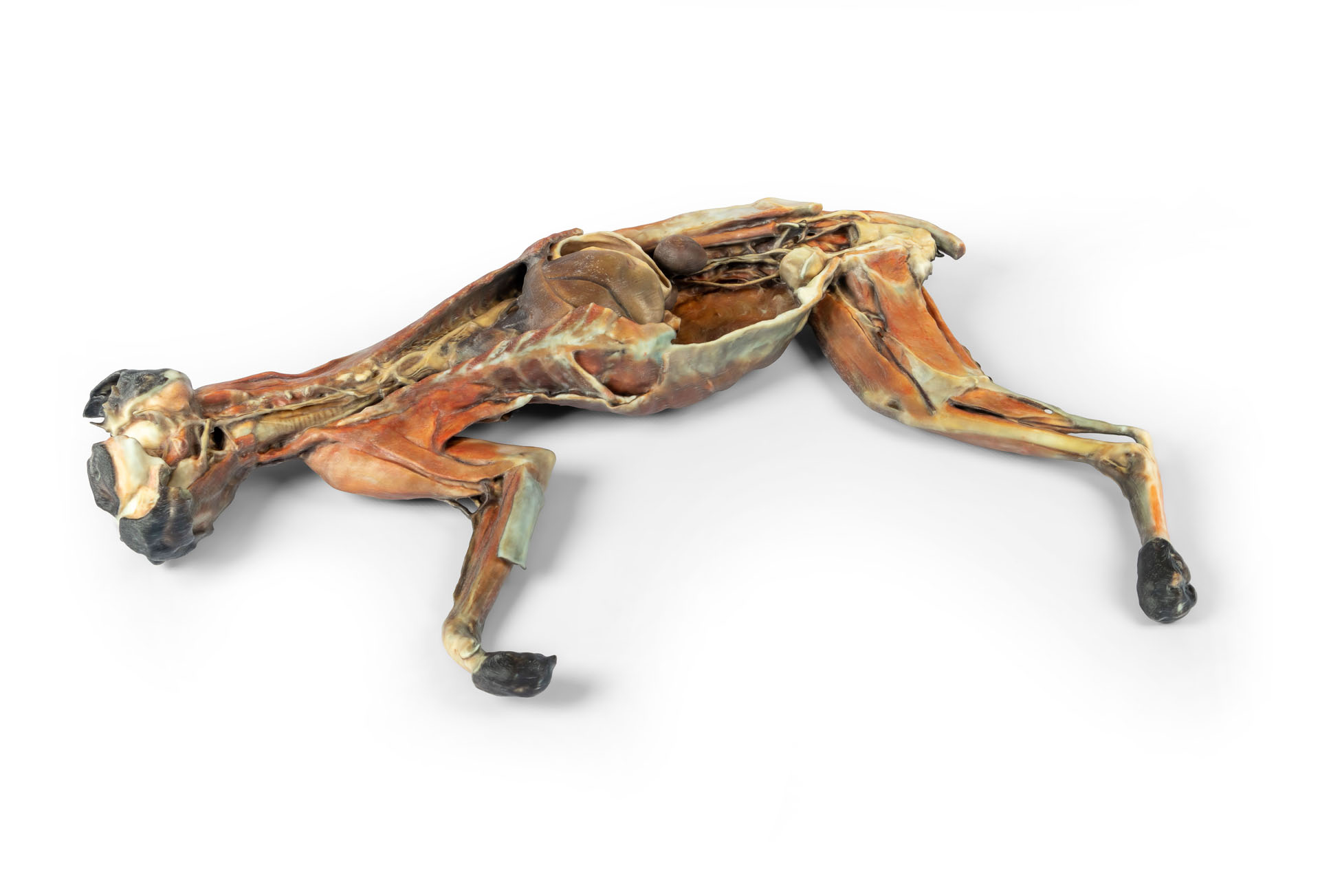 Cat Specimen (whole body)