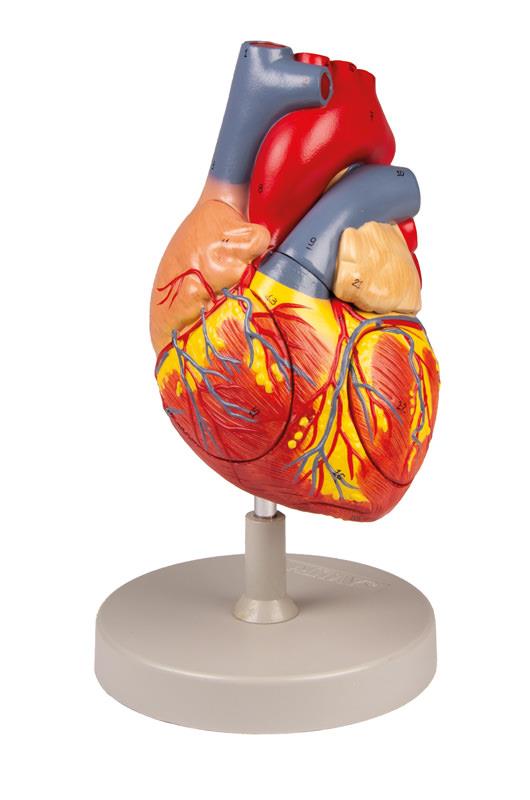 Human heart, 2x life size, 4 parts