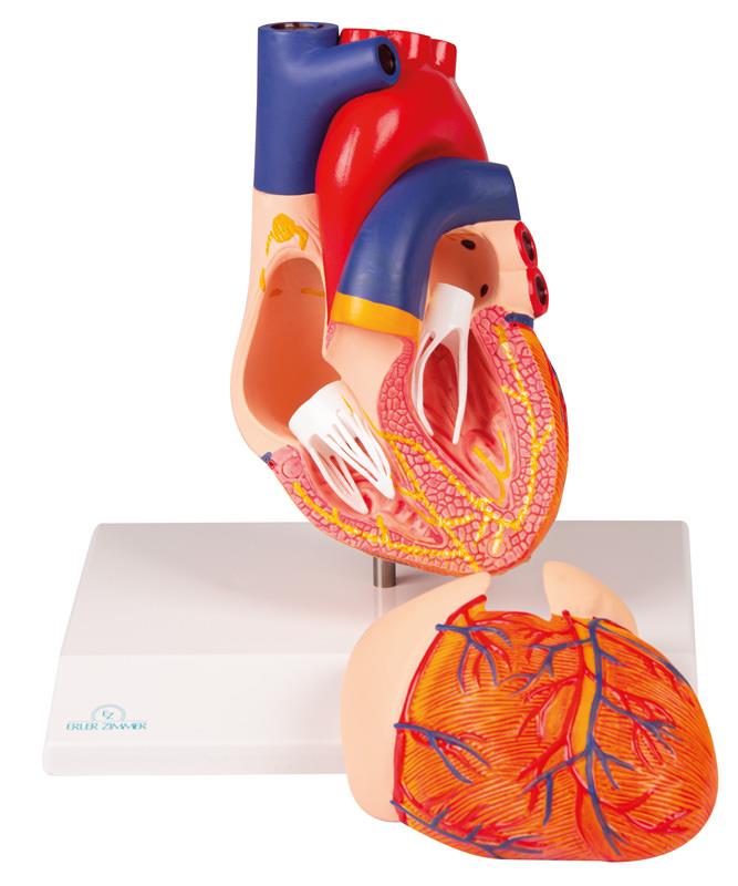 Heart model, 2 part, with conducting system