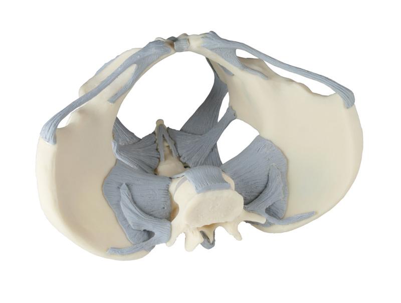 Ligamented female pelvis