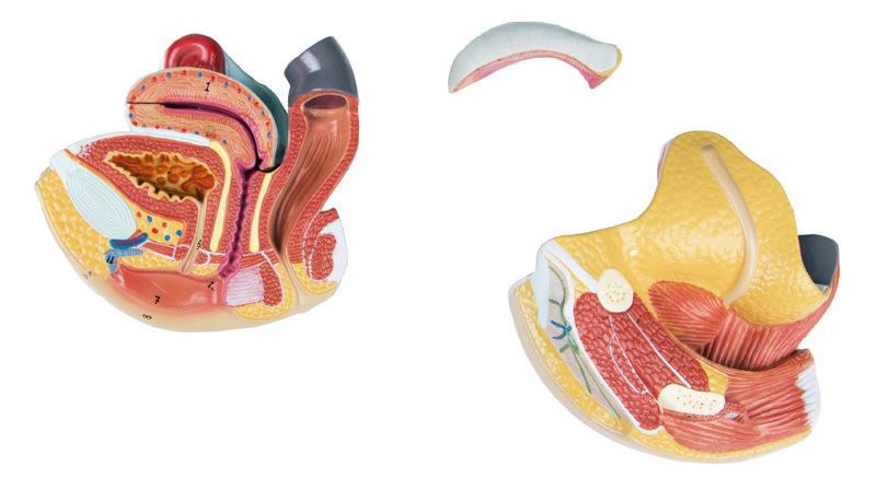 Female genital organs, 4 parts