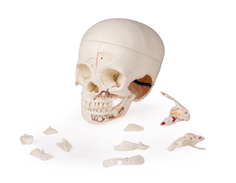 Luxury demonstration Children&#x2018;s skull; 14 pieces; for advanced studies