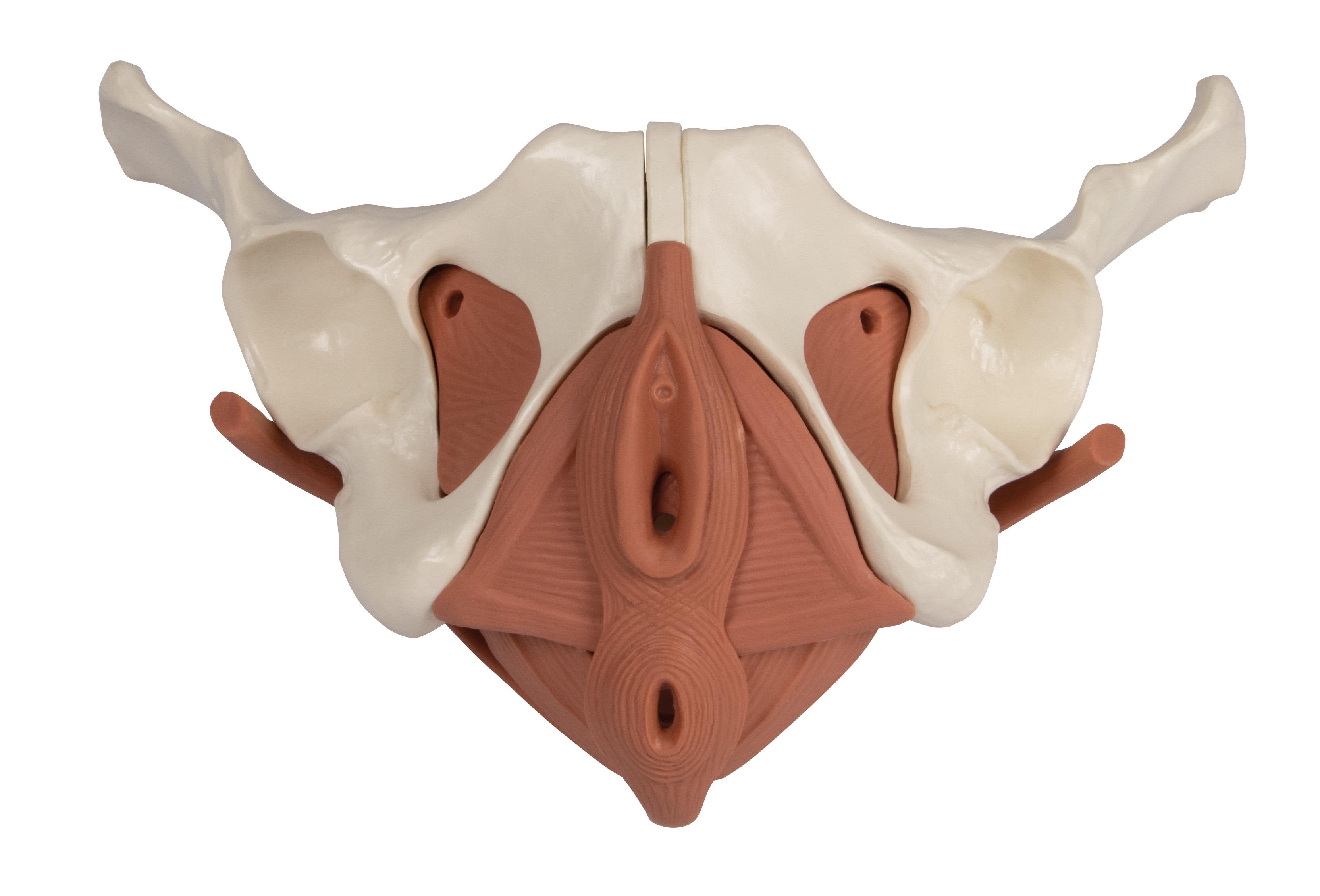 Female-Pelvic-Floor-Model-12-part-magnetic-3