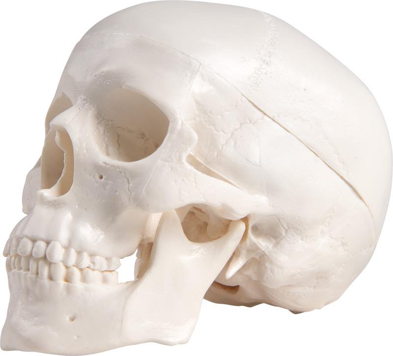 Miniature skull, 3 part with stand