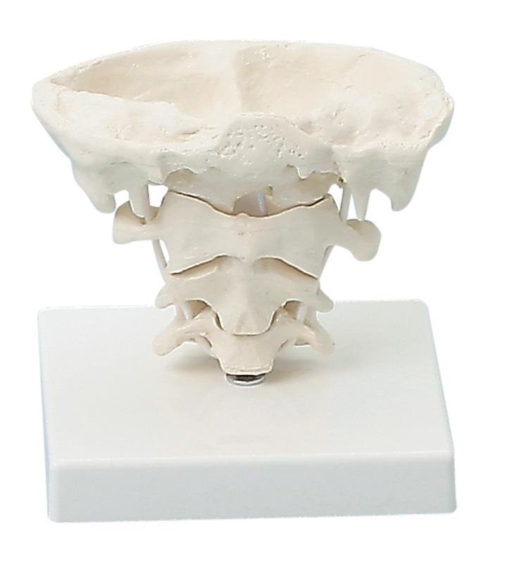 Head articulations, natural size with stand