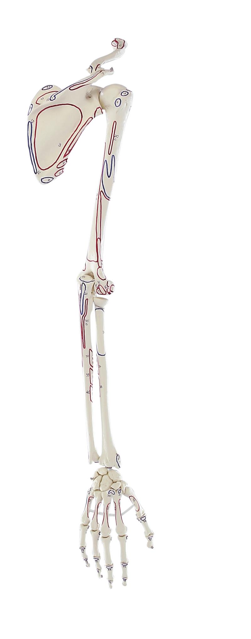 Squelette de la main avec ceinture scapulaire, avec marquage des muscles