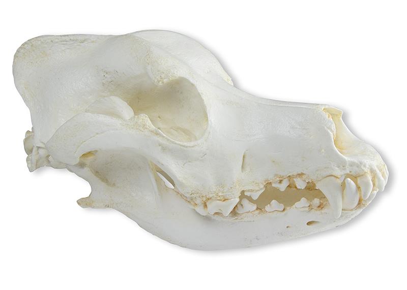 Skull, Domestic dog, German shepherd (Canis familiaris)