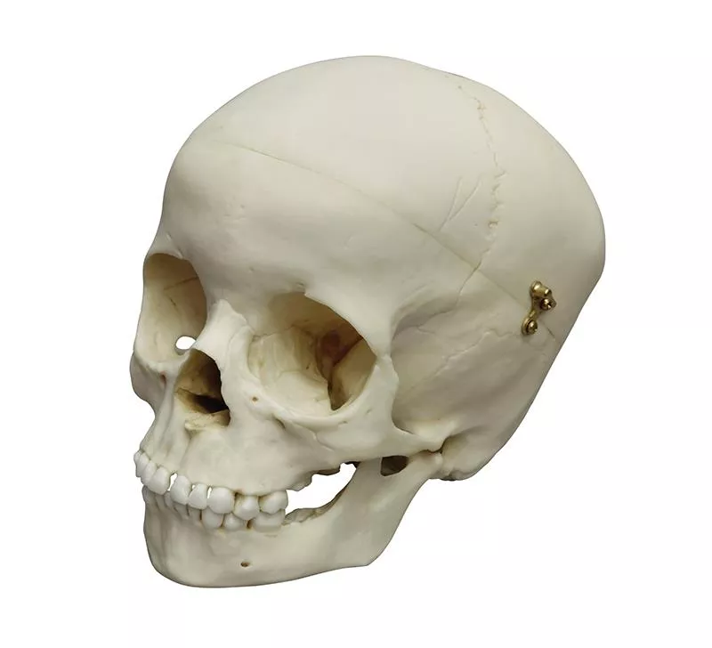 Child Skull, 5 year old