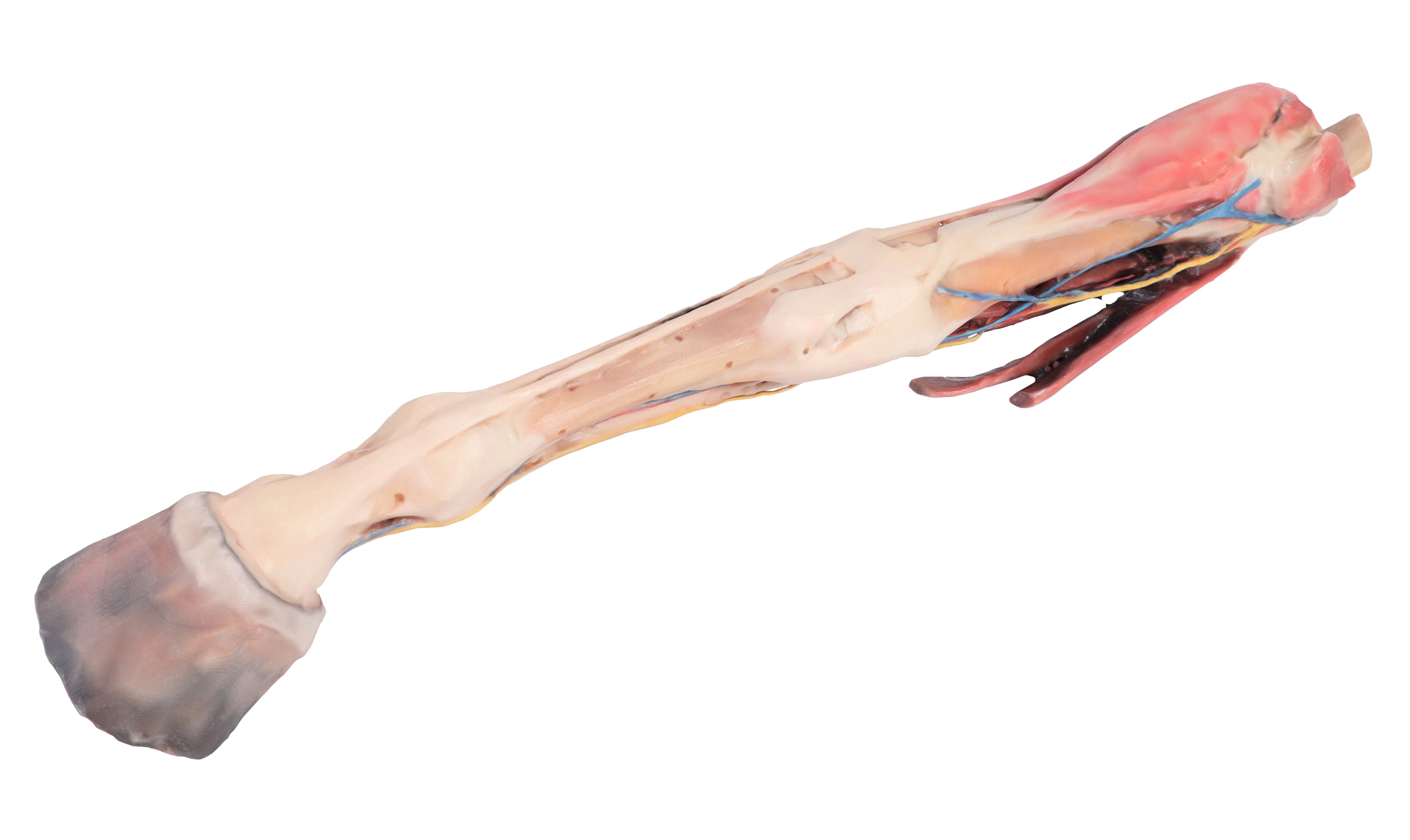 Horse-forelimb---muscles,-tendons,-ligaments-vessels-and-nerves-distal-to-the-stifle