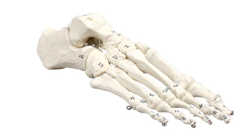 Squelette du pied, numéroté