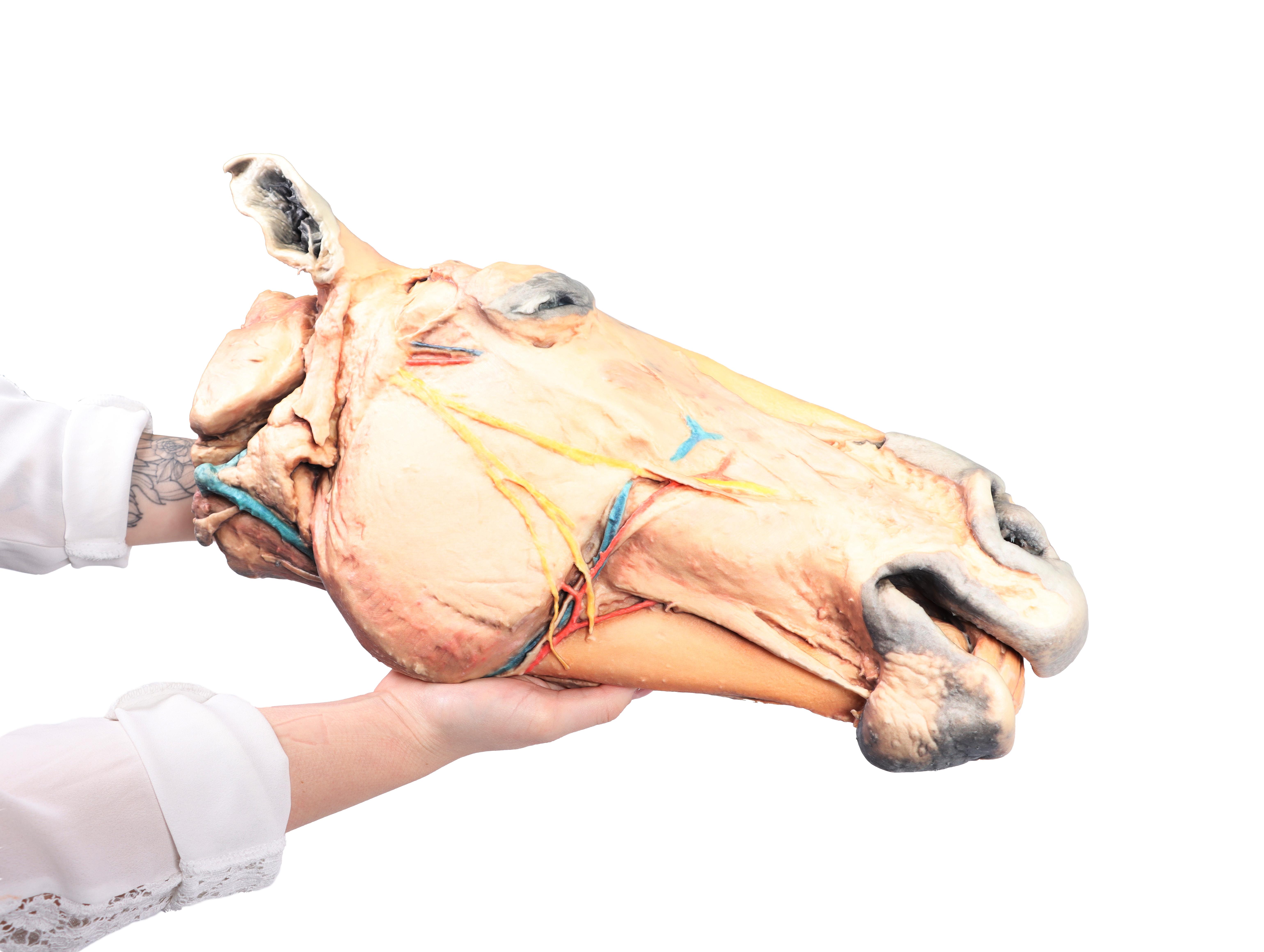 Horse-sagittal-half-head-6