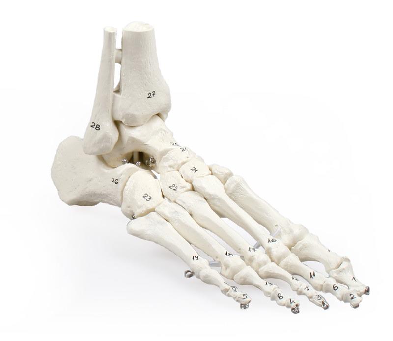 Squelette du pied avec début de tibia et de péroné, numéroté