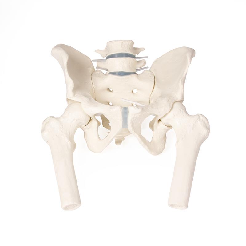 Male pelvis with sacrum, 2 lumbar vertebrae and femoral stumps