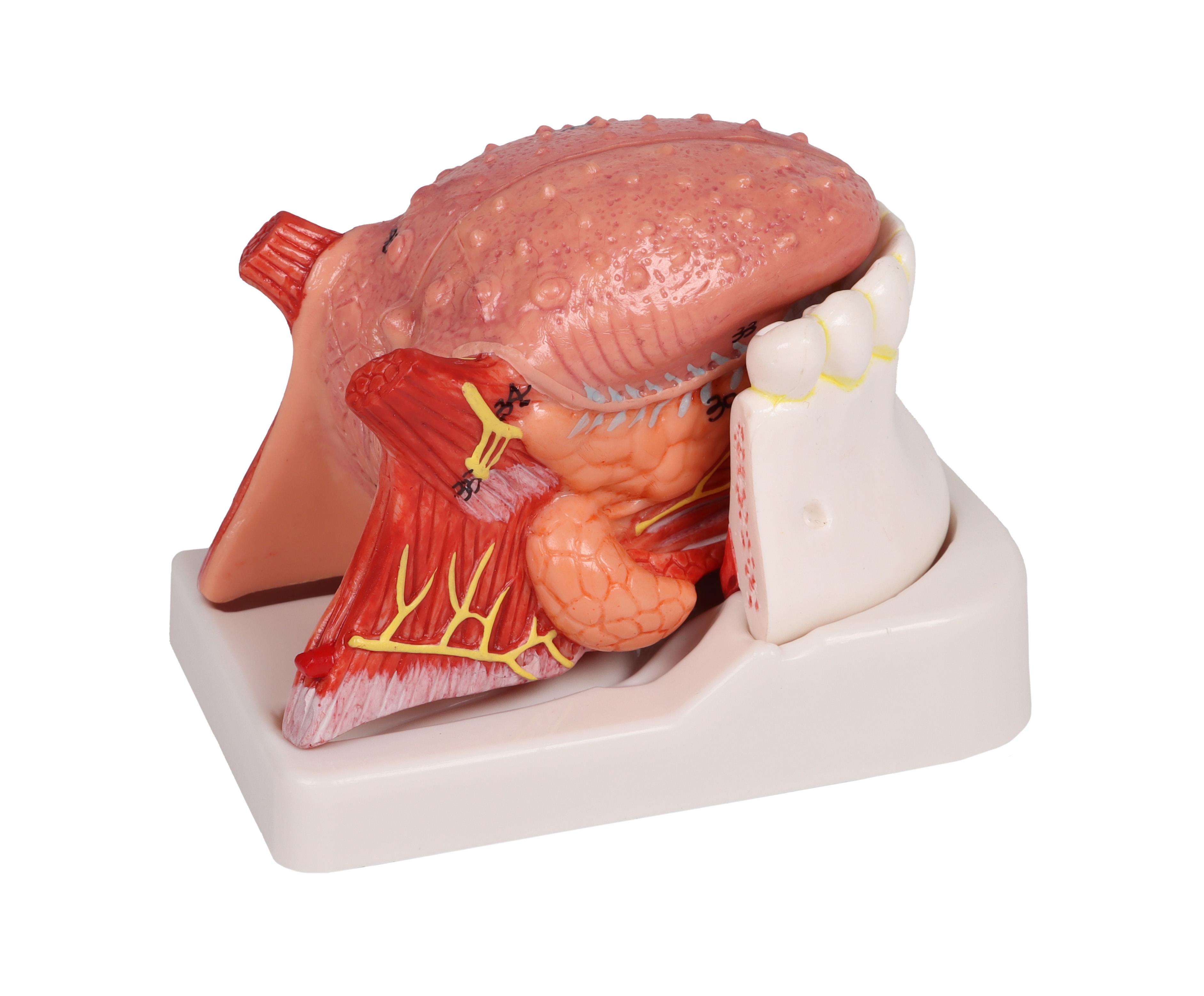 Zungen-und-Zahnmodell-lebensgroß-4-teilig-2