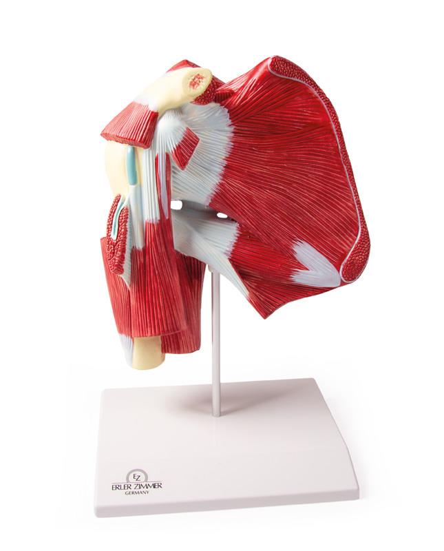 Model of Shoulder with Deep Muscle