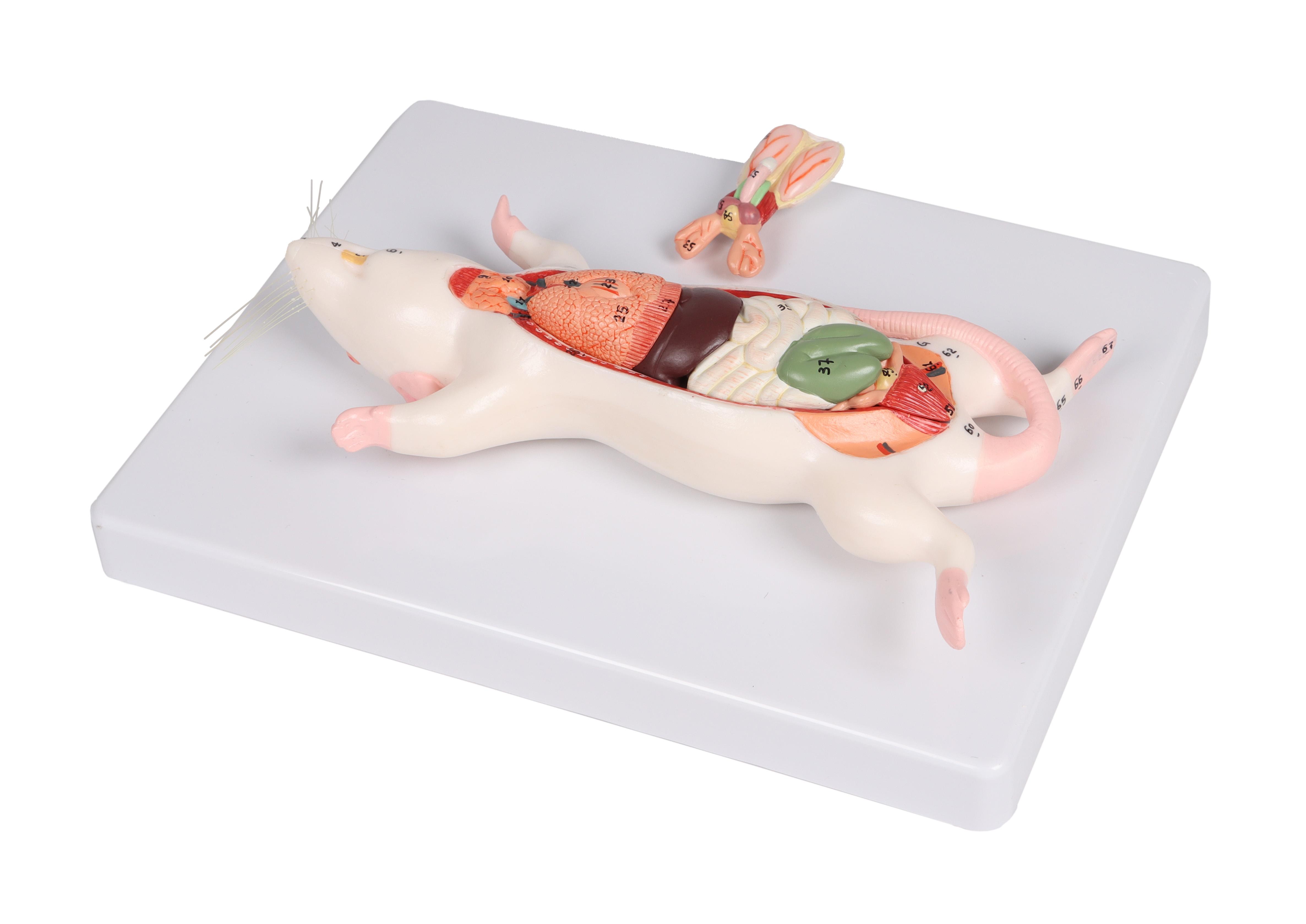 Dissektionsmodell-Ratte