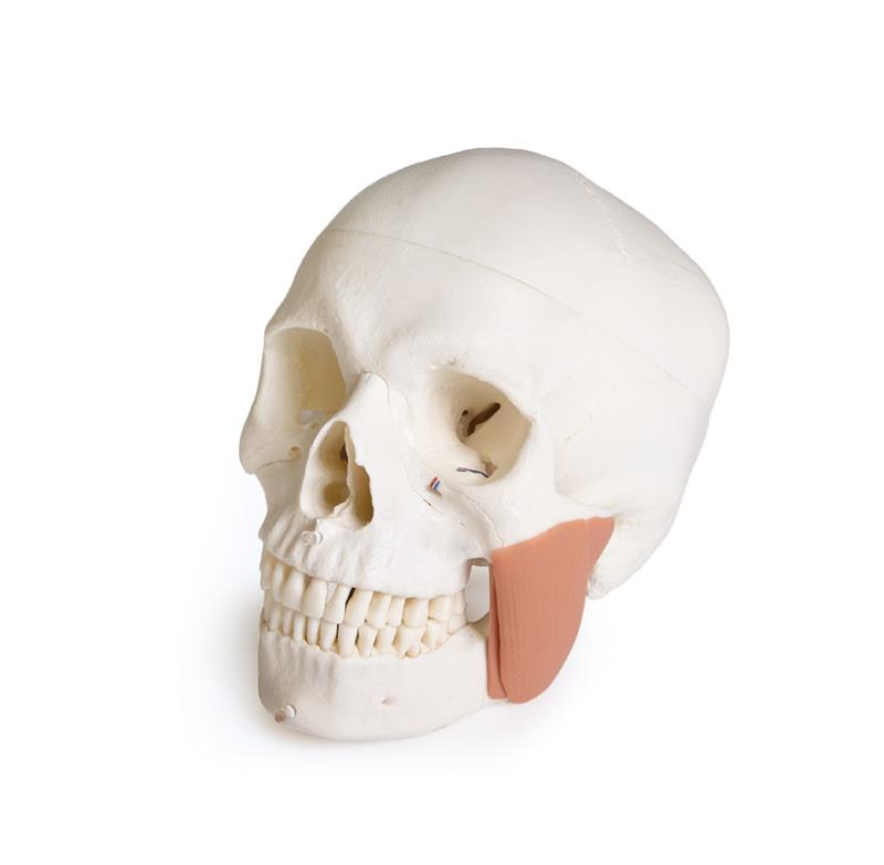 Skull model for dentistry with TMD syndrome, 8 parts
