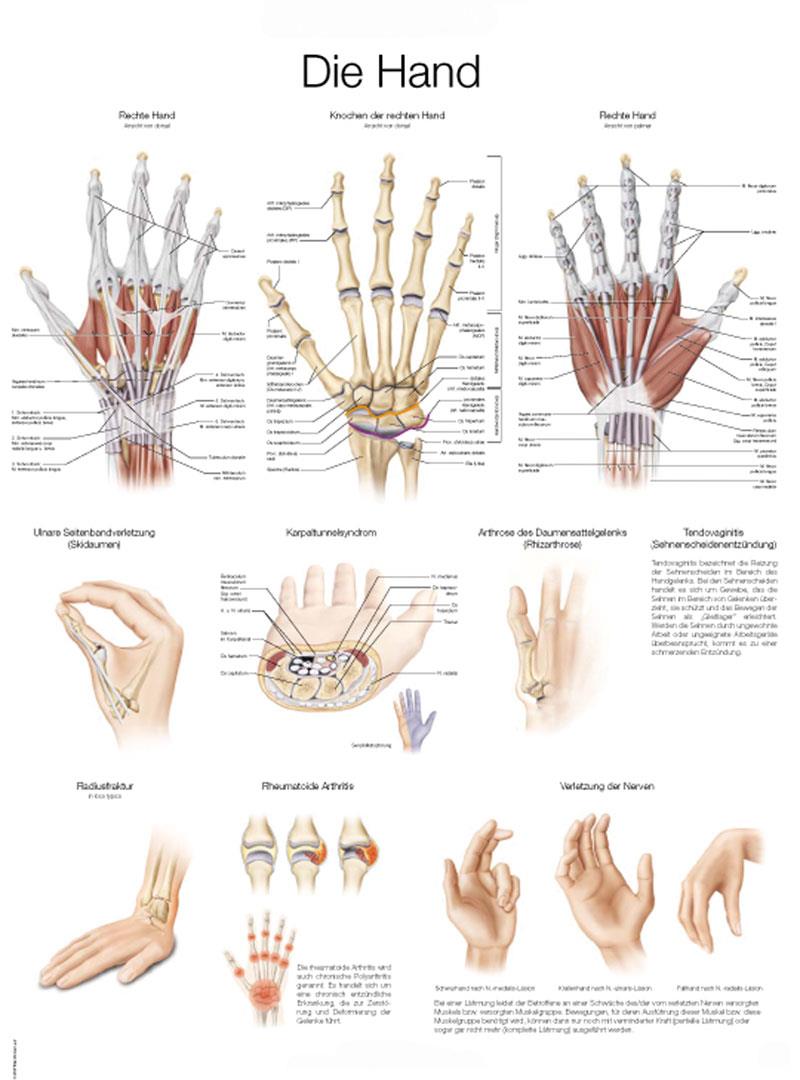 Chart The hand, 50x70cm