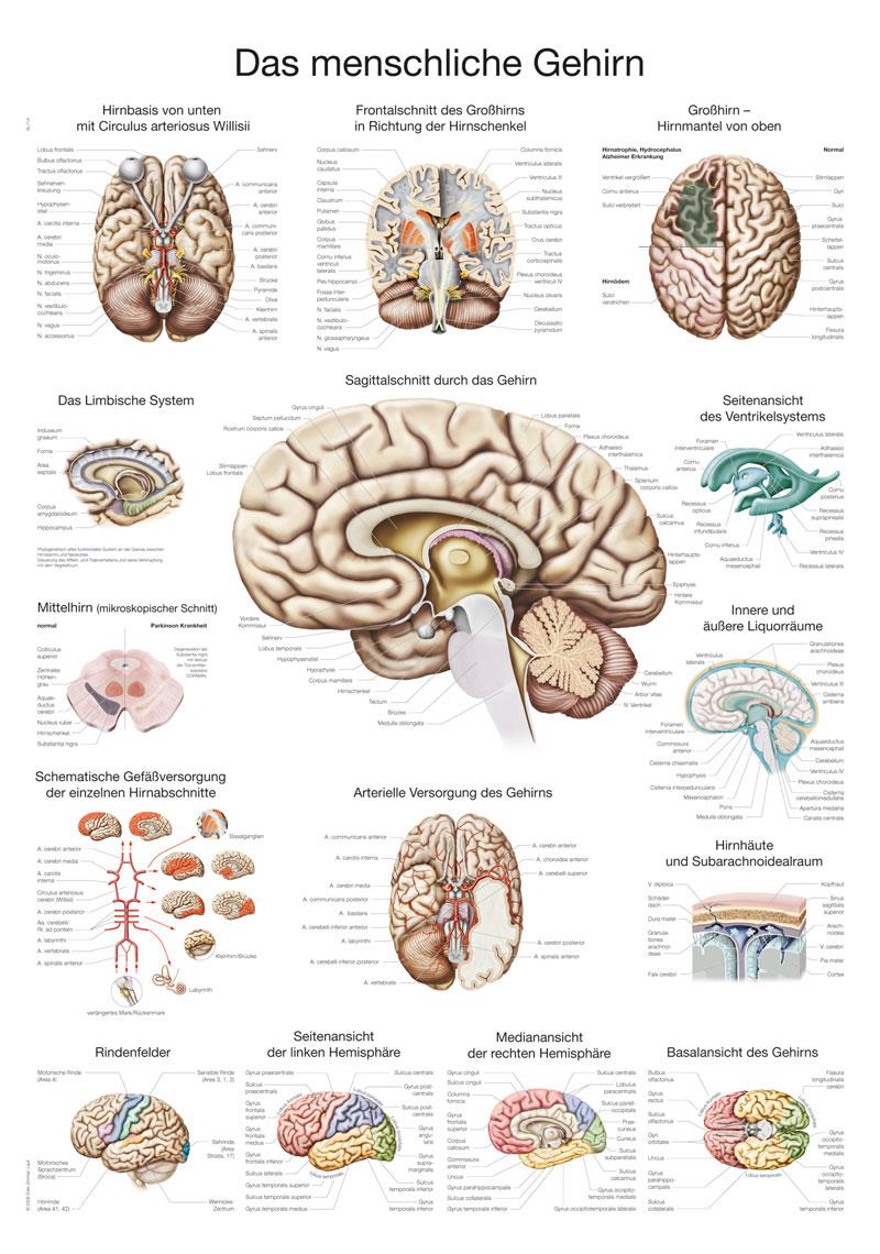 Lehrtafel "Das menschliche Gehirn" (deutsch), 50x70cm