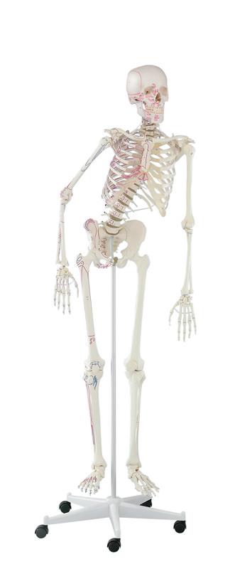 Skeleton “Peter” with movable spine and muscle markings