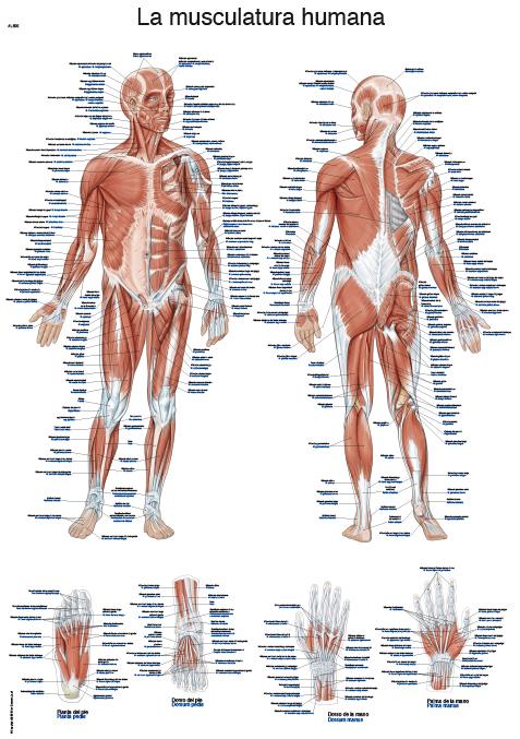 Planche anatomique "La musculature humana", 50x70 cm