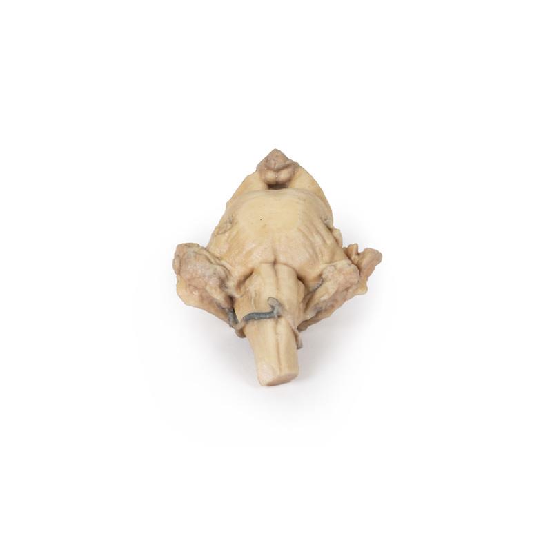 Brain Stem, isolated anatomy from midbrain to medulla oblongata