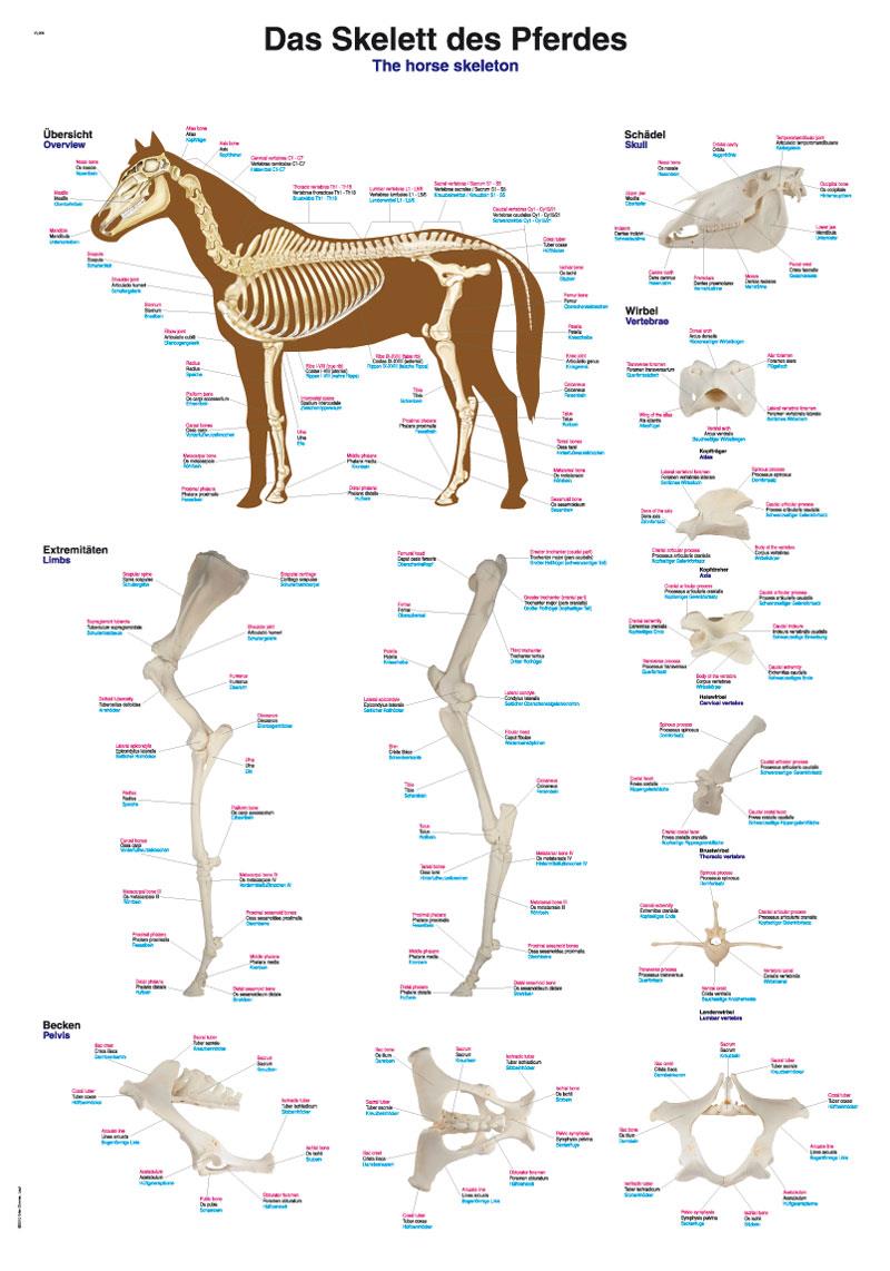 Chart The equine skeleton, 70x100cm