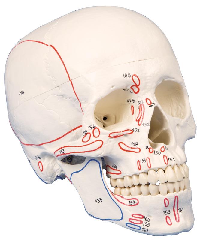Skull model, 3-part, with muscle marking
