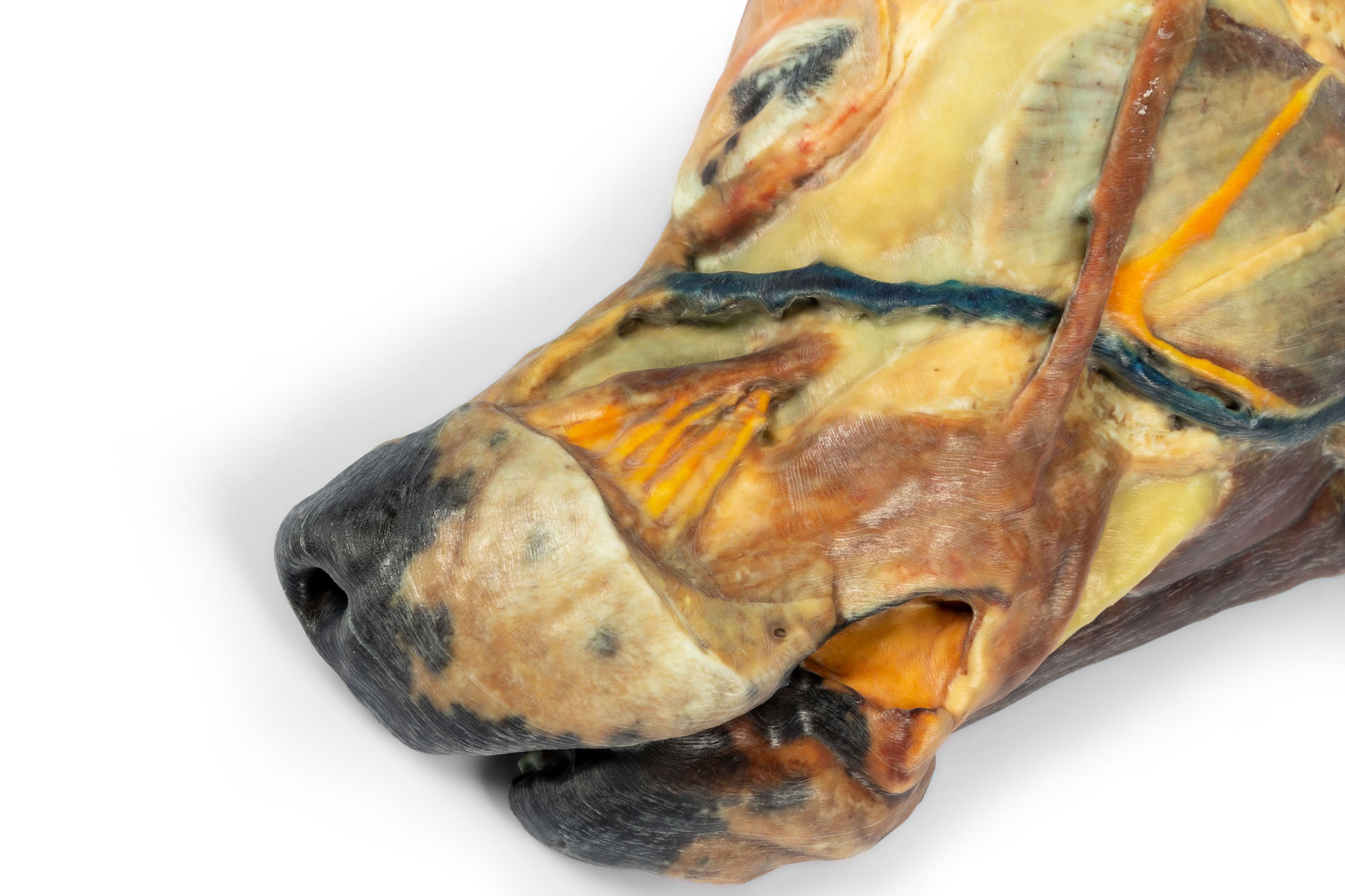 Canine half head – sagittal section