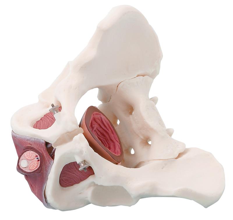 Male pelvis with pelvic floor musculature