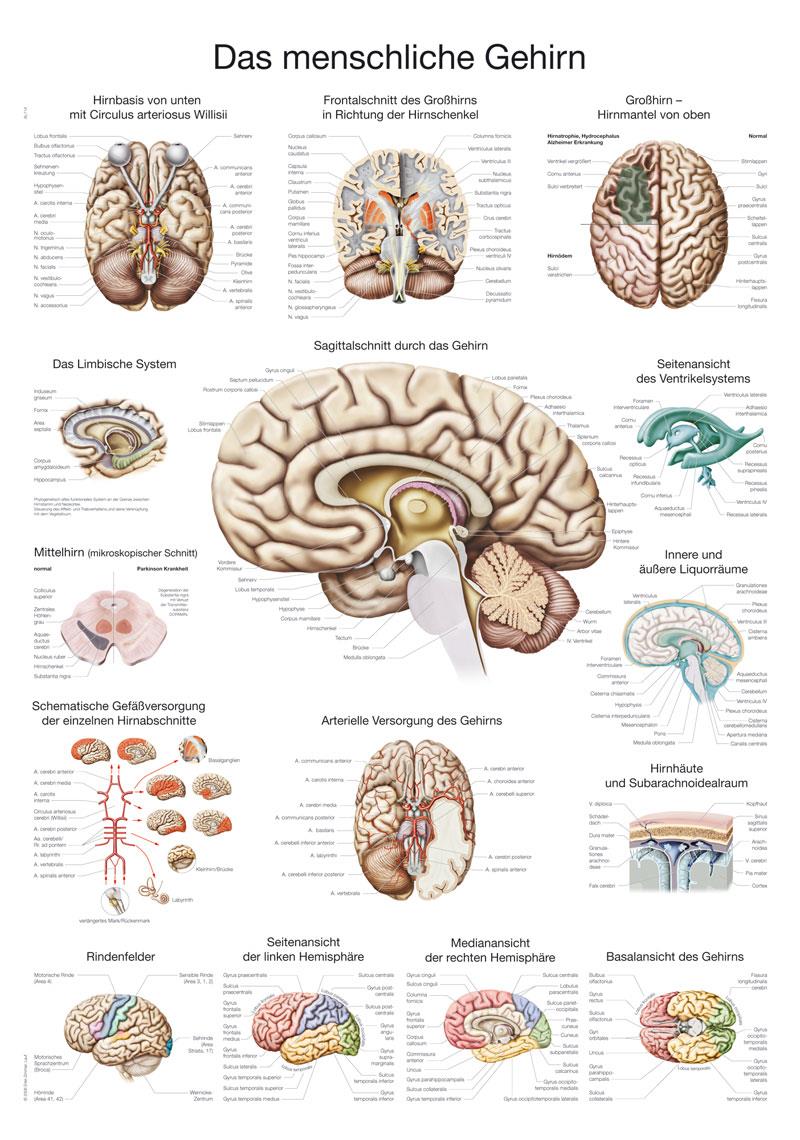 Lehrtafel "Das menschliche Gehirn" (deutsch), 70x100cm