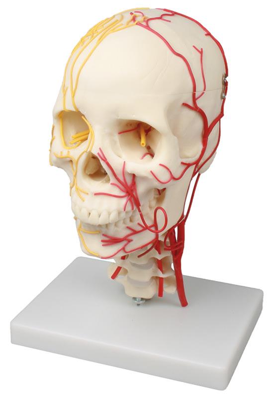 Neurovascular Skull