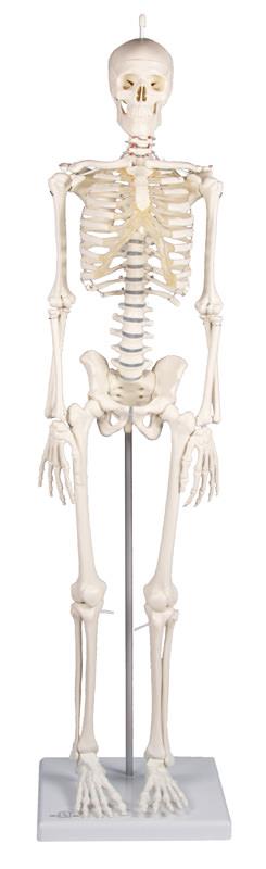 Squelette miniature „Patrick“