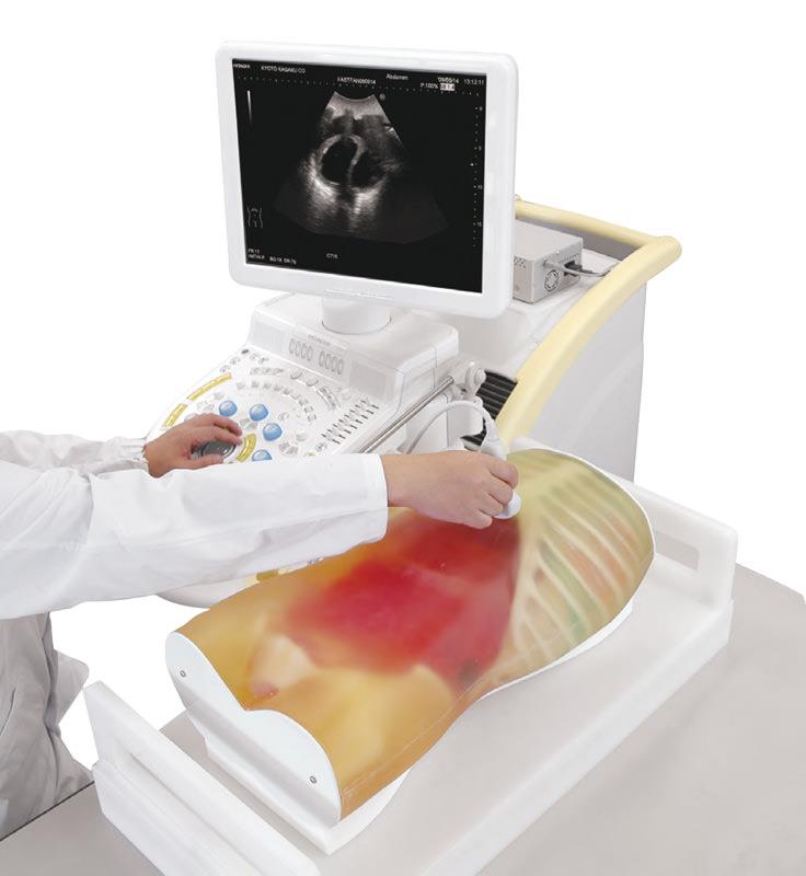 FAST Ultrasound training model