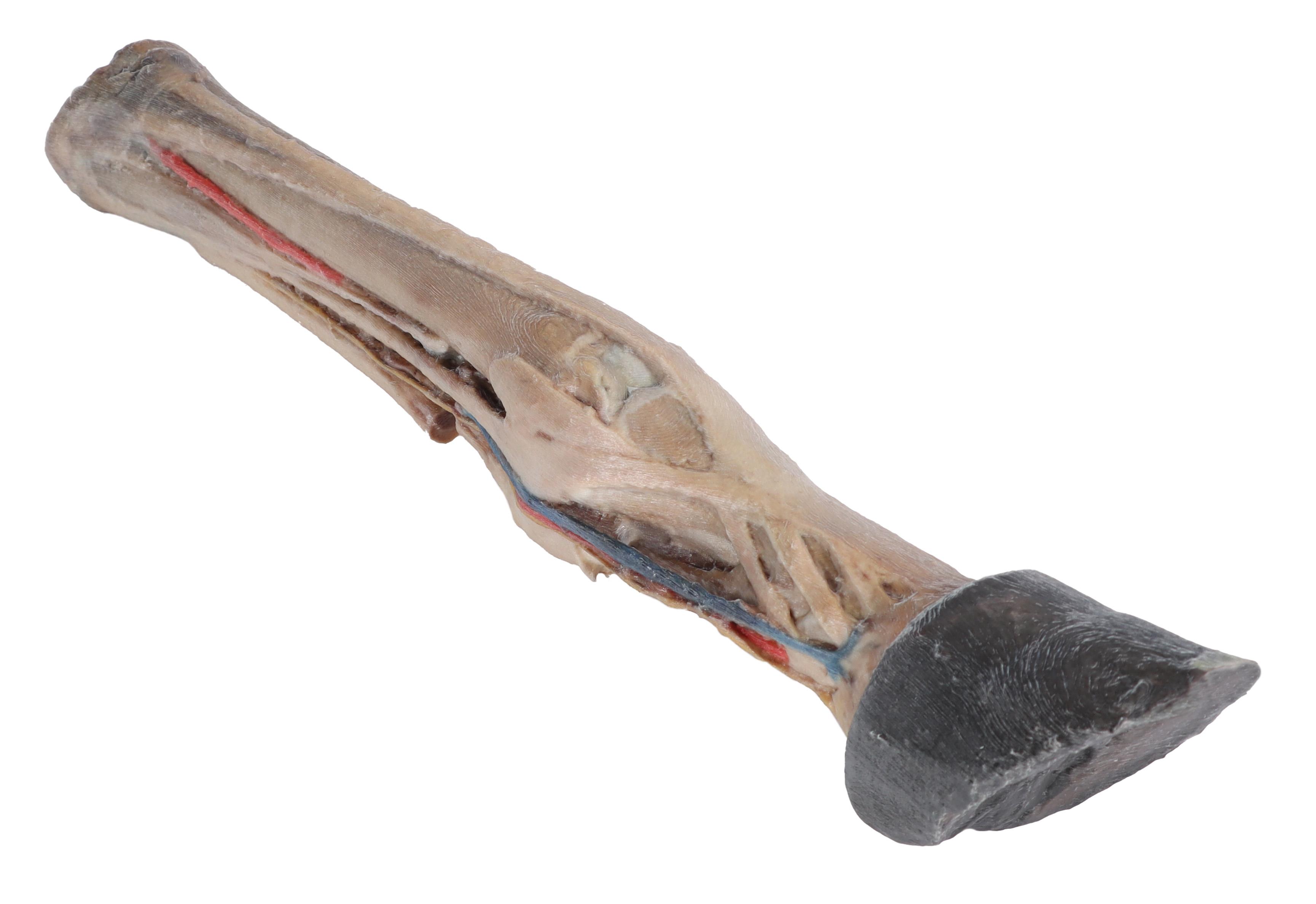 Horse-foot---tendons,-ligaments,-vessels-and-nerves